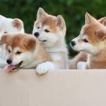 Regina T. Pack - @akita.so.cute - Instagram