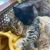 Reno&ReginaGeorge - @reno_and_reginageorge - TikTok