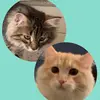 Rex👑 and Regina🎀 - @rex_and_regina_the_cats - TikTok