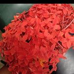 Regina Roy - @kiron5316 - Instagram