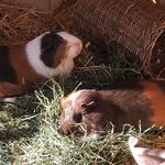 Regina Schäffer - @regina_schaeffer320 - Instagram
