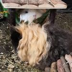 Regina Schultz - @meerschweinchen1967 - Instagram
