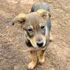 Regina a kind Shepherd - @regina.theshepherd - TikTok