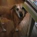 Regina Shields - Facebook