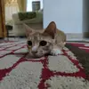 Siska.Regina - @siska.regina - TikTok