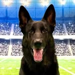 Regina Steiner - @njdogtrainer - Instagram