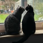 Regina Steiner - @mycats_amy_lucy - Instagram