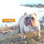 Reginald Barton - @getbulliedkennels - Instagram