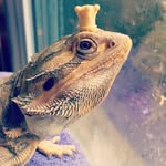 Reggie Rushing - @reginald_the_beardie_88 - Instagram