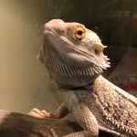 Reginald The Beardie - @reginaldthebeardeddragon - Instagram