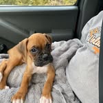 Sir Reginald Beard - @sirreginaldbeard - Instagram