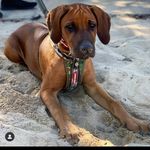 Reggie - @reginald_black_the_ridgeback - Instagram