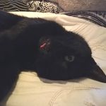 Reginald Black (Reggie) - @reggie_black_the_cat - Instagram