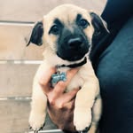 louis reginald bones - @___louiethepup - Instagram