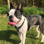 ⚡️Reggie - @reginald_the_boston_terrier - Instagram