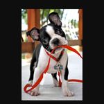 Reggie Roo - @boston_reginald - Instagram