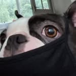 Reginald - @reginaldtheboston2016 - Instagram