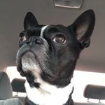 Sir Reginald - @sirreginaldtheboston - Instagram