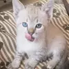 Reginaldo Brassali - @reginaldobrassali - TikTok