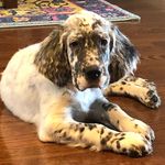 Reginald Broderick Mayhew - @reggie_the_englishsetter - Instagram