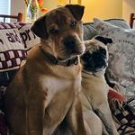 Reginald Pudge Callahan - @thewalrusandapug - Instagram
