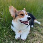 Reginald and Cannon - @reginaldandcannon - Instagram