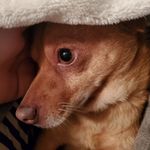 Sir Reginald Cunningham III - @sirreginaldcunningham - Instagram