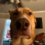 Reginald Eldridge Donald - @purebreadred - Instagram