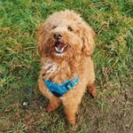 Reginald Emery - @lilreggiedoodle - Instagram