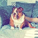Reggie // Reg 🦍🤟💙 - @reginald_english_bulldog - Instagram