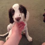 Reggie lyons - @reginaldenglishspringer - Instagram