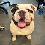 Reggie The English Bulldog 🇬🇧🐶 - @bulldogreginald - Instagram
