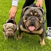 Reginald_englishbulldog - @reggieanddolly - TikTok