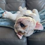 Reginald the English Bulldog - @wrinklemanreggie - Instagram