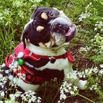 Sir Reginald English Bulldog - @reggie.bully.baby - Instagram
