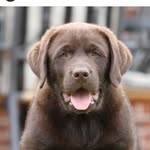 Reginald Herbert - @reggie_the_chocolate - Instagram