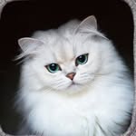 Reggie The Cat - @littlelordreginald - Instagram