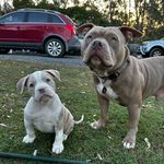 Reginald and his little follower - @thegcfarm_bullies - Instagram