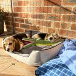 Reginald & Tucker Lynch - @the_beaglebros - Instagram