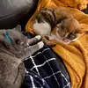 Reginald & Maple Pia - @reg_and_pia - TikTok