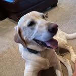Reggie - @reginald_maxwell - Instagram
