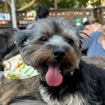 Reginald “Pee Paws” McGee - @peepawsmcgee - Instagram