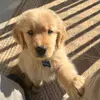 ReggieLanetheGolden - @reginald.mclaurin - TikTok