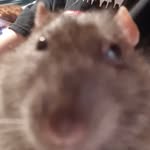 Sir Reginald Mcqueen Gupta - @reginaldmcqueengupta - Instagram