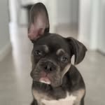 Frankie Albert Reginald Obrien - @iamfrankiethefrenchie_ - Instagram