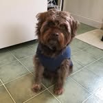 Reginald P. O'Brien🐶 - @reggie.obrien - Instagram