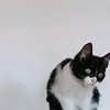 ReginaldPowell - @missokaltam - TikTok