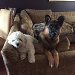 Reginald + Rocky - @reginald.rocky - Instagram