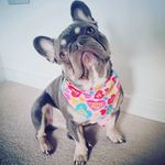 Lord Reginald Russell - @lordreggie_thefrenchie - Instagram