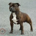 Reginald James Stephens - @englishxstaffy - Instagram